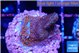 Montipora fruity 2 cm WYSIWYG acclimaté