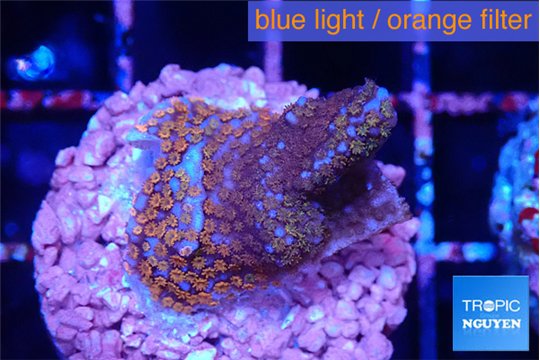 Montipora fruity 2 cm WYSIWYG acclimaté
