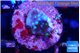 Acropora carduus green polyps deep water 1-2 cm WYSIWYG acclimaté