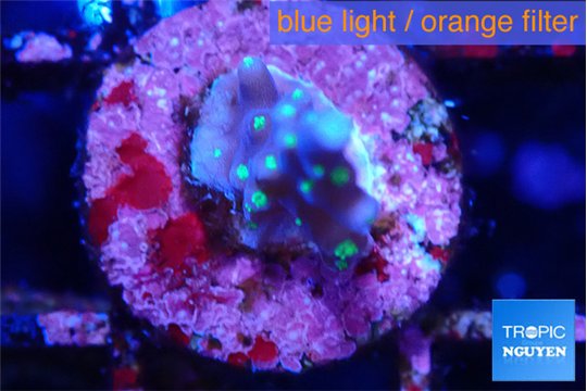 Acropora carduus green polyps deep water 1-2 cm WYSIWYG acclimaté