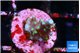 Acropora carduus green polyps deep water 1-2 cm WYSIWYG acclimaté
