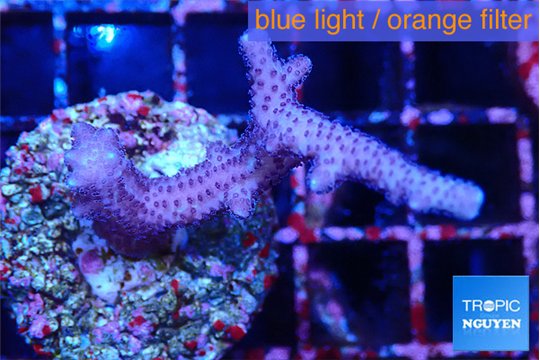Seritopora pink purple Fijii 3-5 cm WYSIWYG acclimaté