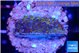 Montipora rainbow 2-3 cm WYSIWYG acclimaté