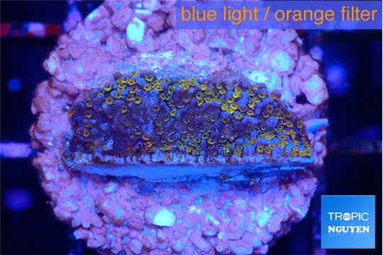 Montipora rainbow 2-3 cm WYSIWYG acclimaté