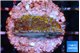 Montipora rainbow 2-3 cm WYSIWYG acclimaté