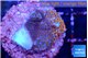 Montipora fruity 2 cm WYSIWYG acclimaté