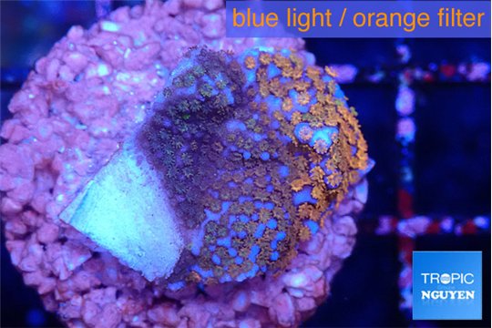 Montipora fruity 2 cm WYSIWYG acclimaté