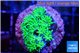 Galaxea neon green 2-3 cm WYSIWYG acclimaté