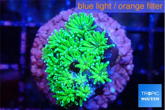 Galaxea neon green 2-3 cm WYSIWYG acclimaté