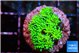 Galaxea neon green 2-3 cm WYSIWYG acclimaté