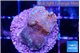 Montipora fruity 2 cm WYSIWYG acclimaté