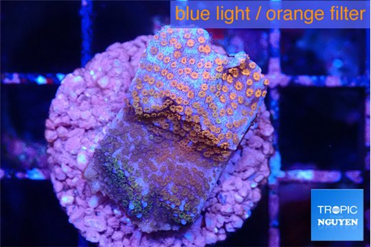 Montipora fruity 2 cm WYSIWYG acclimaté
