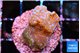 Montipora fruity 2 cm WYSIWYG acclimaté