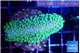 Sarcophython full neon green polyps Australia 4-6 cm WYSIWYG acclimaté