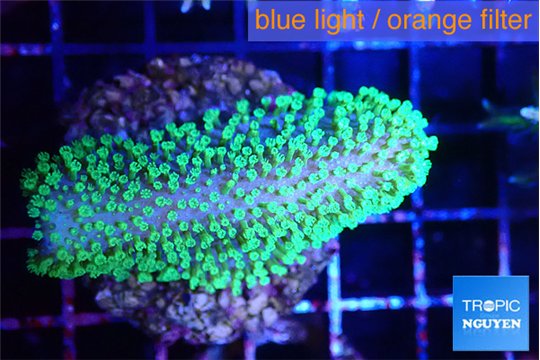 Sarcophython full neon green polyps Australia 4-6 cm WYSIWYG acclimaté