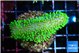 Sarcophython full neon green polyps Australia 4-6 cm WYSIWYG acclimaté