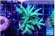 Seriatopora golden green 4-6 cm WYSIWYG acclimaté
