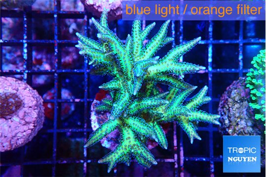 Seriatopora golden green 4-6 cm WYSIWYG acclimaté