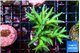 Seriatopora golden green 4-6 cm WYSIWYG acclimaté