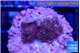 Montipora superman 2 cm WYSIWYG acclimaté