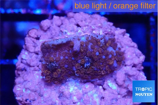 Montipora superman 2 cm WYSIWYG acclimaté