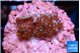Montipora superman 2 cm WYSIWYG acclimaté