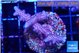 Seritopora pink purple Fijii 2-4 cm WYSIWYG acclimaté