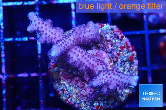 Seritopora pink purple Fijii 2-4 cm WYSIWYG acclimaté