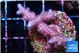Seritopora pink purple Fijii 2-4 cm WYSIWYG acclimaté