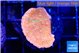 Montipora graphted sun fire reverse 2-3 cm WYSIWYG acclimaté