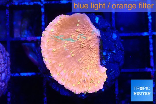 Montipora graphted sun fire reverse 2-3 cm WYSIWYG acclimaté