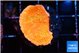 Montipora graphted sun fire reverse 2-3 cm WYSIWYG acclimaté