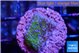 Montipora rainbow 2-3 cm WYSIWYG acclimaté