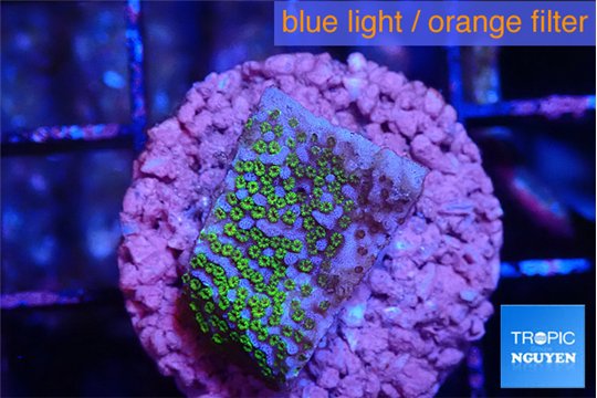 Montipora rainbow 2-3 cm WYSIWYG acclimaté