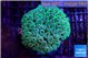 Galaxea neon green 5-7 cm WYSIWYG acclimaté