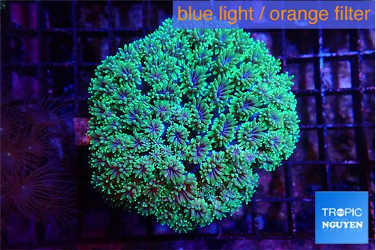 Galaxea neon green 5-7 cm WYSIWYG acclimaté