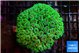 Galaxea neon green 5-7 cm WYSIWYG acclimaté