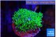 Galaxea neon green 2-3 cm WYSIWYG acclimaté