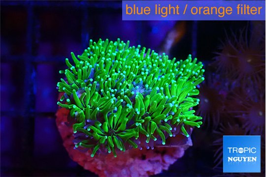 Galaxea neon green 2-3 cm WYSIWYG acclimaté