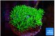 Galaxea neon green 2-3 cm WYSIWYG acclimaté