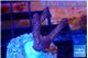 Seritopora pink purple Fijii 2-4 cm WYSIWYG acclimaté