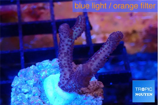 Seritopora pink purple Fijii 2-4 cm WYSIWYG acclimaté