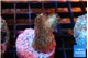 Stylophora milka 2-3 cm WYSIWYG acclimaté
