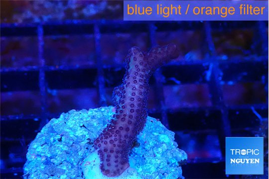 Seritopora pink purple Fijii 2-3 cm WYSIWYG acclimaté