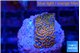 Montipora fruity 2 cm WYSIWYG acclimaté