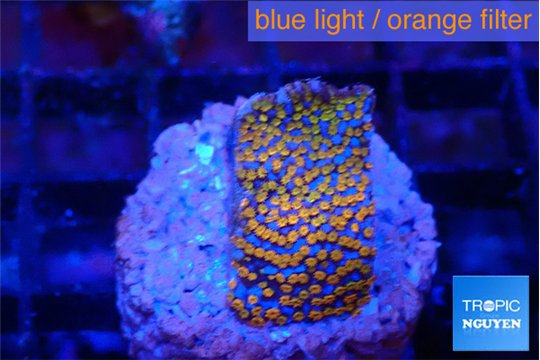 Montipora fruity 2 cm WYSIWYG acclimaté