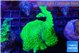 Acropora neon green 4-6 cm WYSIWYG acclimaté