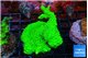 Acropora neon green 4-6 cm WYSIWYG acclimaté