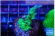 Acropora green purple tip 3-4 cm WYSIWYG acclimaté