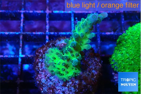 Acropora green purple tip 3-4 cm WYSIWYG acclimaté
